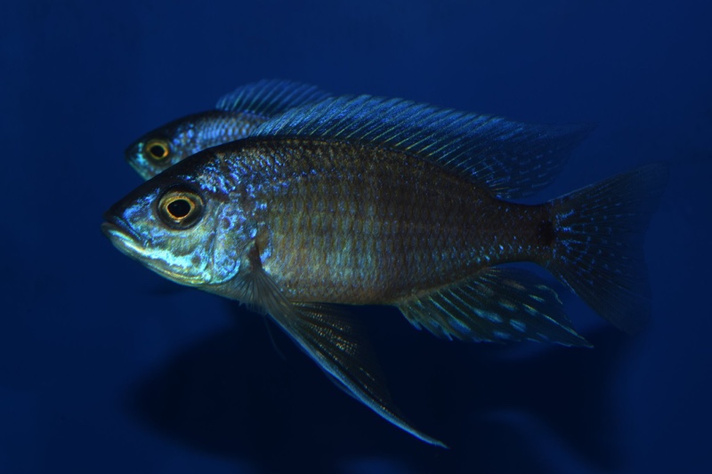 Copadichromis borleyi 'Nkhata Bay'